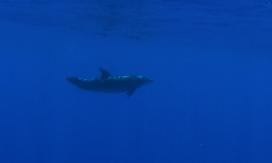 Bottlenosedelfin bei Madeira