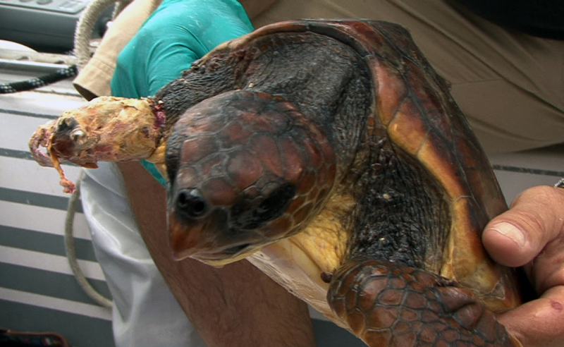 Schildkröte mit nur einer Vorderflosse